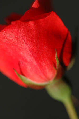 picture of a rose by Pascal Molliere